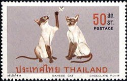 Siamese Cat (Felis silvestris catus)