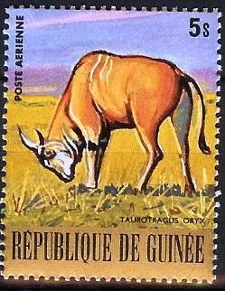 Common Eland (Taurotragus oryx)