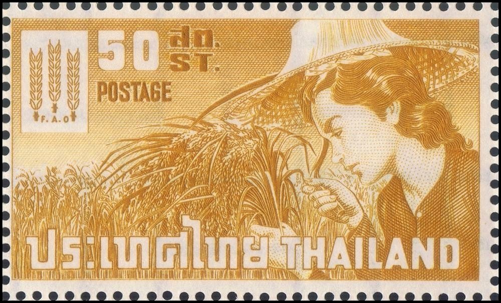 Rice harvest