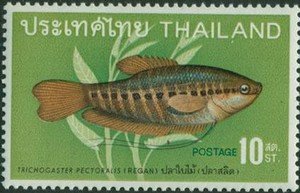Snakeskin Gourami (Trichogaster pectoralis) 