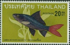 Red-tailed Black Shark (Labeo bicolor) 