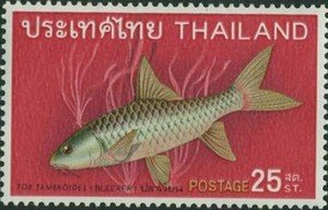 Thai Mahseer (Tor tambroides) 
