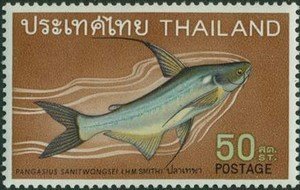 Giant Pangasius (Pangasius sanitwongsei) 