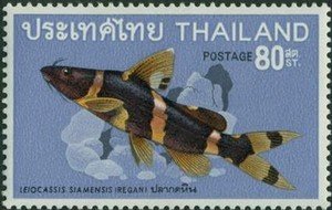 Asian Bumblebee Catfish (Leiocassis siamensis)