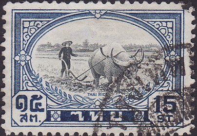 Plowing rice field