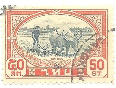 Plowing rice field