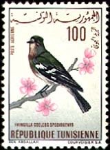 Stamp, Common Chaffinch (Fringilla coelebs), Tunisia,  , Birds, Animals (Fauna)