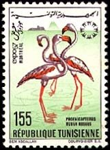 Greater Flamingo (Phoenicopterus roseus)