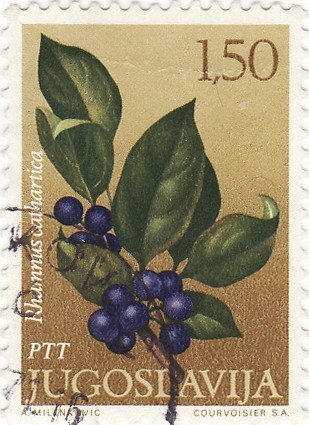 Rhamnus catharticus
