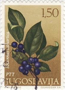 Stamp, Rhamnus catharticus, Yugoslavia,  , Plants (Flora)