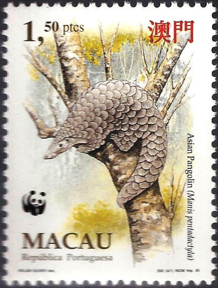 Chinese Pangolin (Manis pentadactyla)