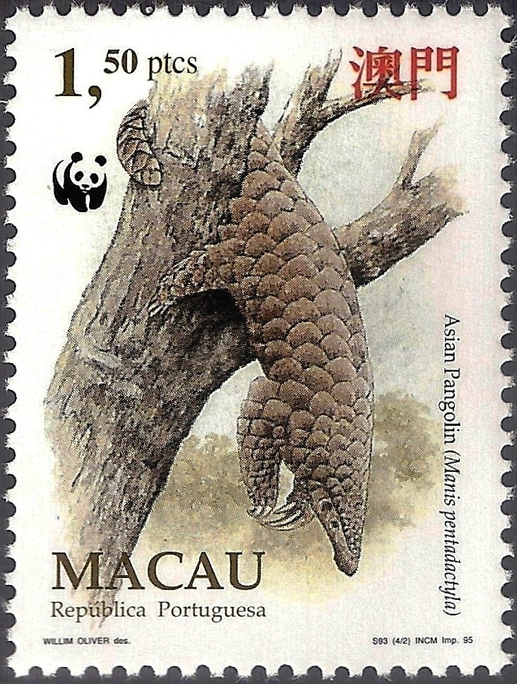 Chinese Pangolin (Manis pentadactyla)