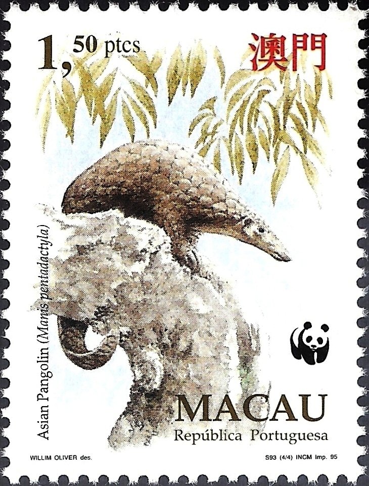 Chinese Pangolin (Manis pentadactyla)