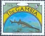 Smalltooth Sawfish (Pristis pectinata)