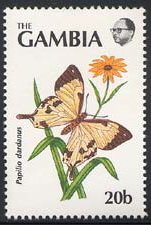 African Swallowtail (Papillio dardanus)
