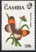 Butterfly (Bematistes poggei)