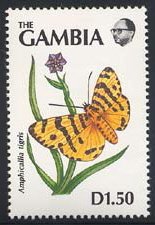 Butterfly (Amphicallia tigris)