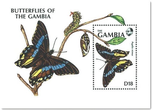 Green-banded Swallowtail (Papillio nireus)