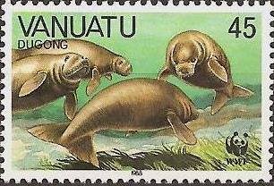 Dugong (Dugong dugon)