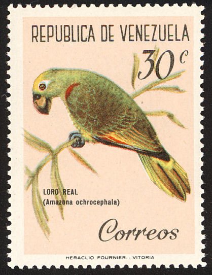 Yellow-crowned Amazon (Amazona ochrocephala)