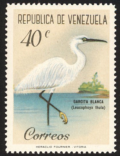 Snowy Egret (Egretta thula)