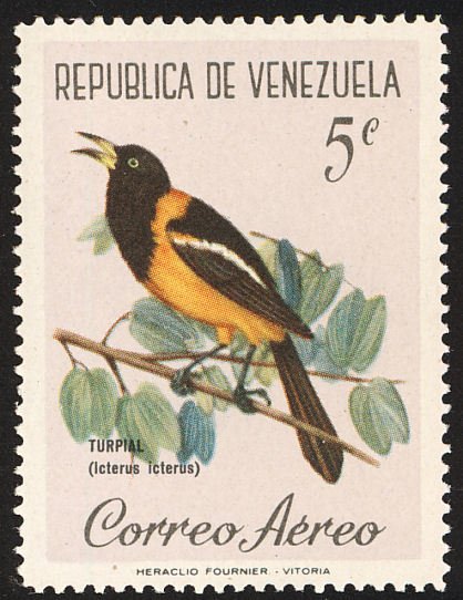 Venezuelan Troupial (Icterus icterus)
