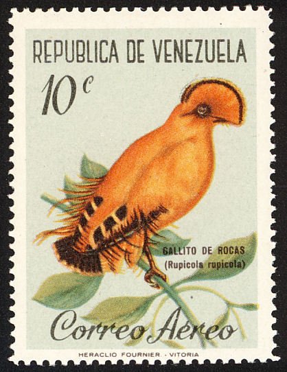 Guianan Cock-of-the-rock (Rupicola rupicola)