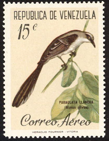 Tropical Mockingbird (Mimus gilvus)