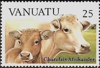 Charolais Afrikander Crossing (Bos primigenius taurus)