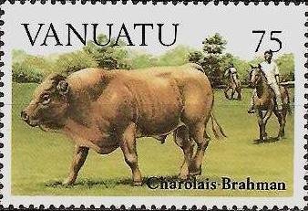 Charolais-Brahman Bull (Bos primigenius taurus)