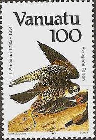 Peregrine Falcon (Falco peregrinus)