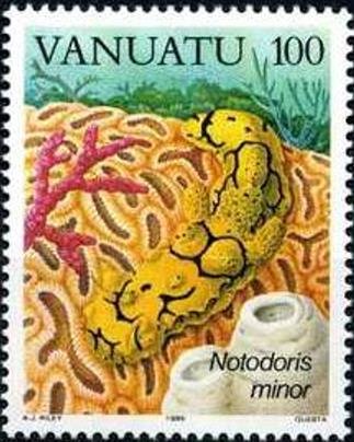 Yellow Nidibranch (Notodoris minor)