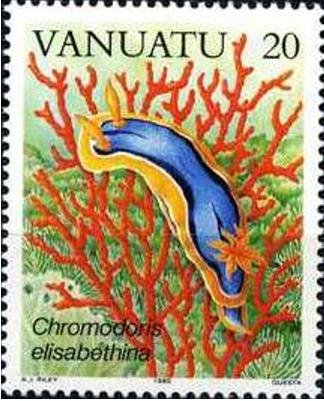 Elisabeth's Chromodoris (Chromodoris elisabethina)
