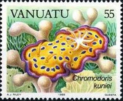 Kuni's Nudibranch (Chromodoris kuniei)
