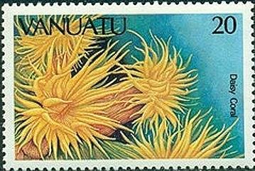 Daisy Coral (Tubastrea sp.)