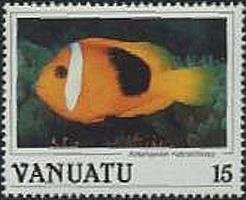 Red Anemonefish (Amphiprion rubrocinctus)