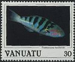Sixbar Wrasse (Thalassoma hardwicki)