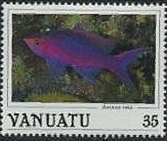 Yellowstriped Fairy Basslet (Pseudanthias tuka)