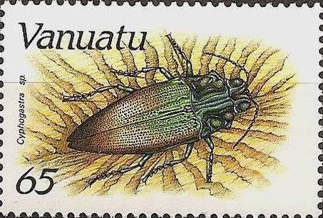 Jewel Beetle (Cyphogastra sp.)