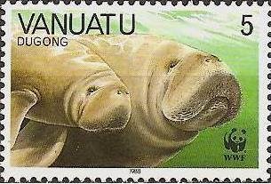Dugong (Dugong dugon)