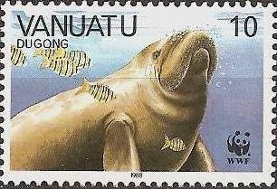 Dugong (Dugong dugon)