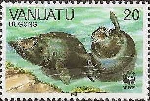 Dugong (Dugong dugon)