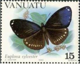 Double-branded Crow (Euploea sylvester)
