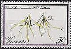 Dendrobium seemannii
