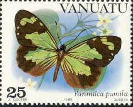 Least Tiger (Parantica pumila)