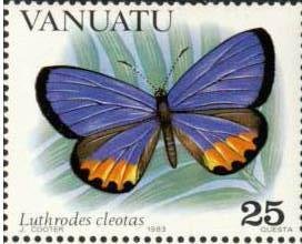 Lycaenid Butterfly (Luthrodes cleotas)
