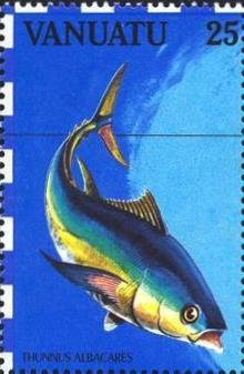 Yellowfin Tuna (Thunnus albacares)