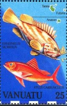 Comet Grouper (Epinephelus morrhua), Deepwater Red Snapper (