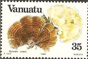 Stereum ostrea