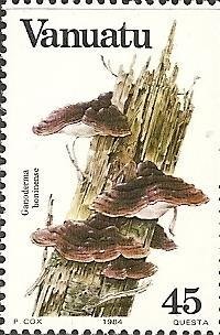Ganoderma boninense